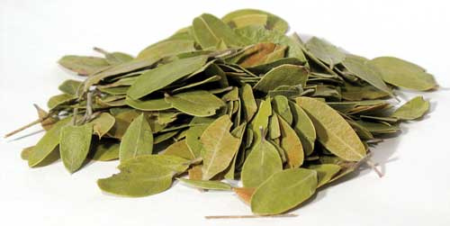 Dried bearberry uva ursi leaves available for purchase from Wolf Moon Azure to buy bearberry uva ursi leaves.
