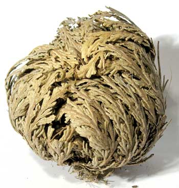 Dried Jericho flower for sale, showcasing its unique twisted appearance and muted colors