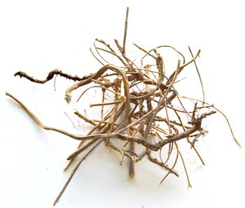 Devils shoestring root whole by Wolf Moon Azure, natural herb for spiritual practices and herbal remedies