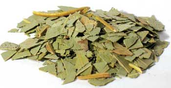 Cut eucalyptus leaves for metaphysical use, ideal for rituals and spiritual practices
