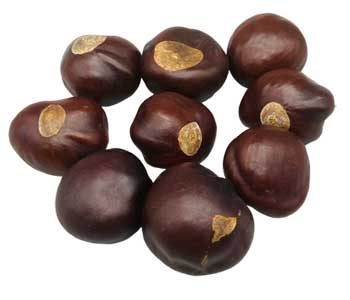 Whole buckeyes for metaphysical use in a scattered arrangement showcasing their smooth, dark brown surface