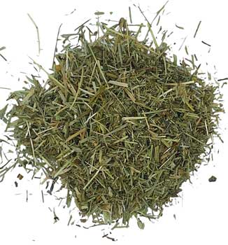 Dried wild crafted shavegrass horsetail herb in a loose pile for herbal remedies and teas